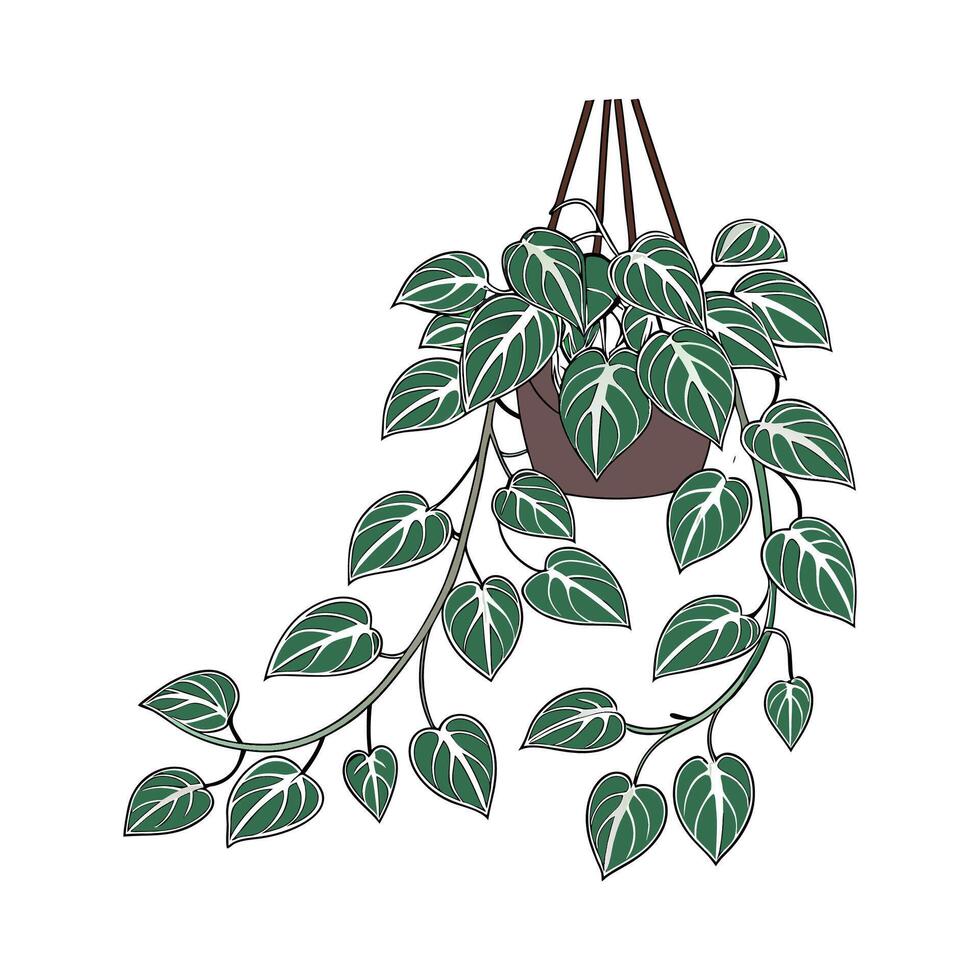 Elegant Scindapsus Plant Display vector