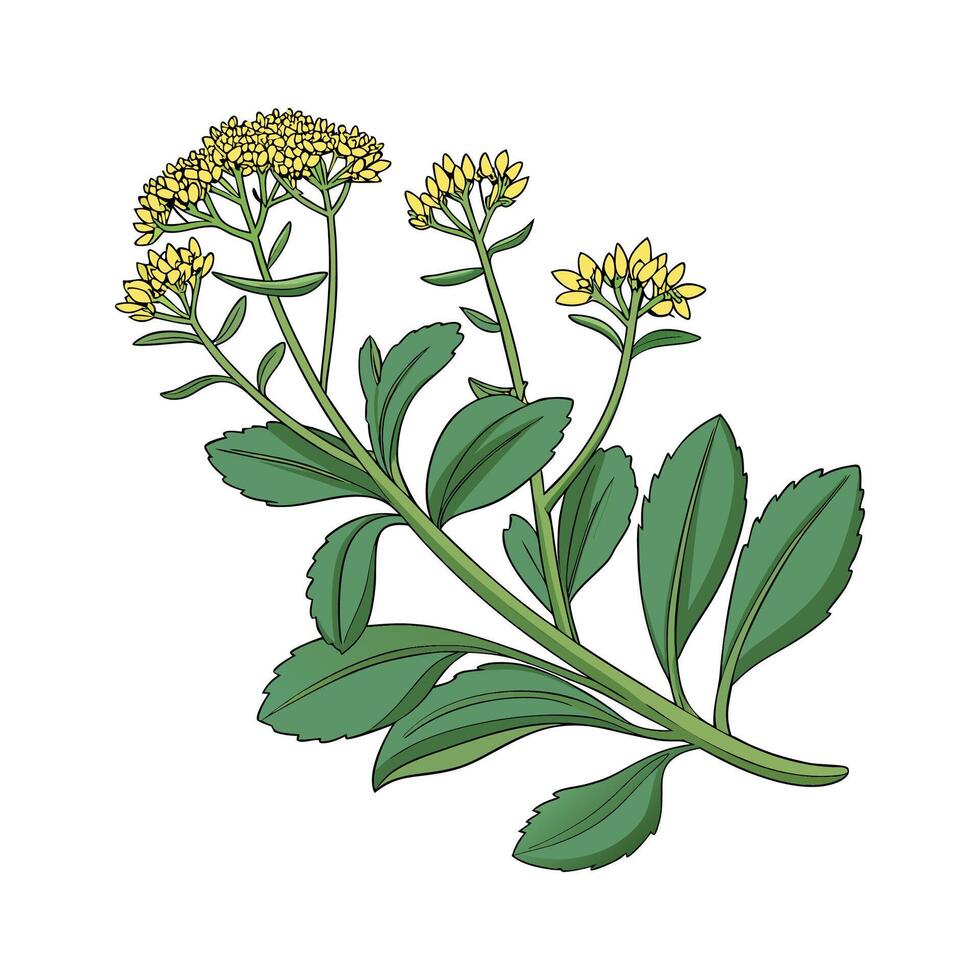 Charming Sedum Plant on White vector