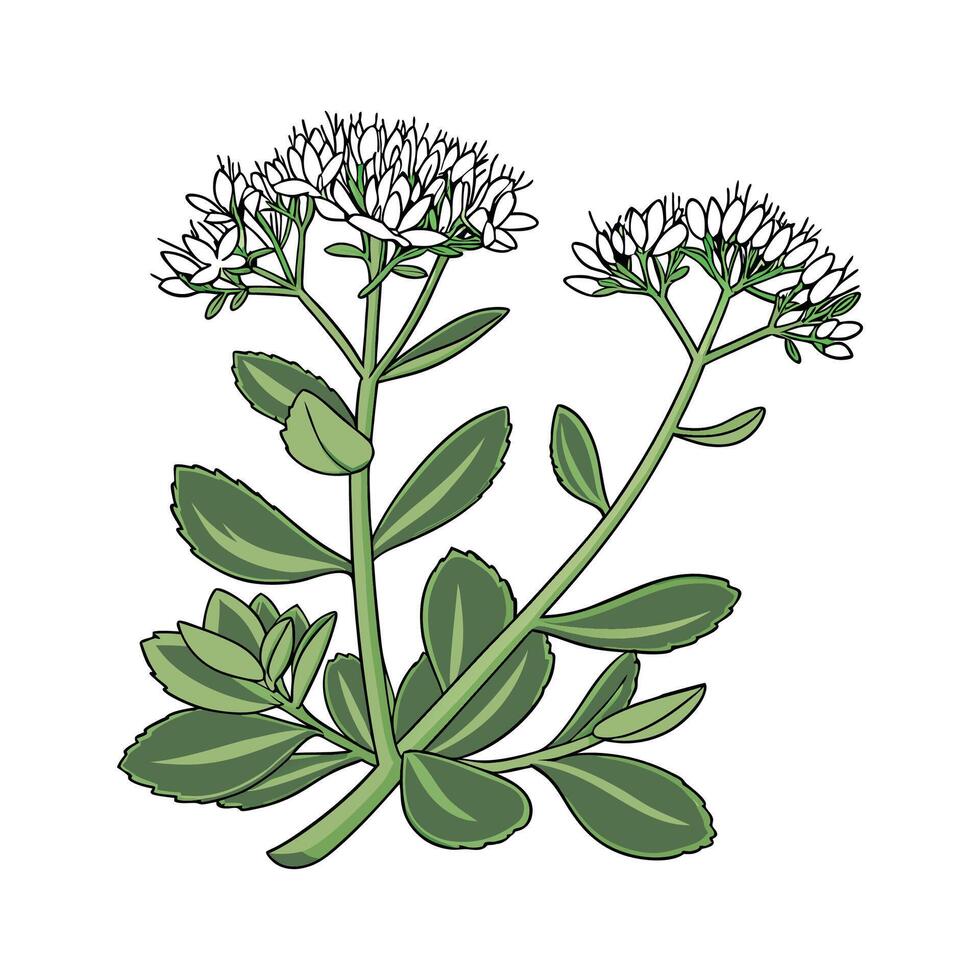 Vibrant Sedum Plant Display vector
