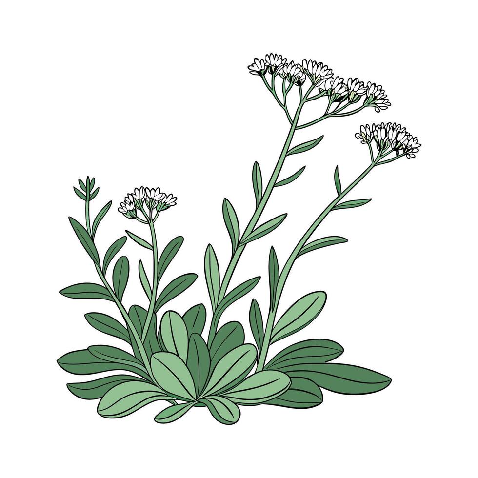 Distinctive Sedum Plant Illustration vector
