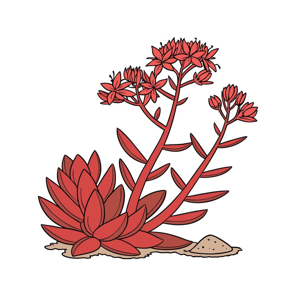 Elegant Sedum Rubrotinctum Display vector