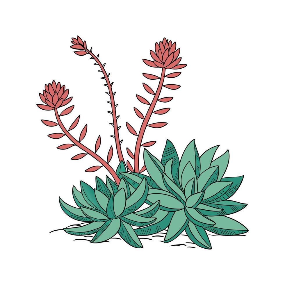 Charming Sedum Rubrotinctum on White vector