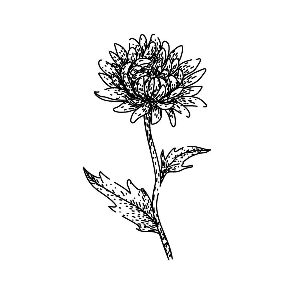 perennial chrysanthemum sketch drawn vector