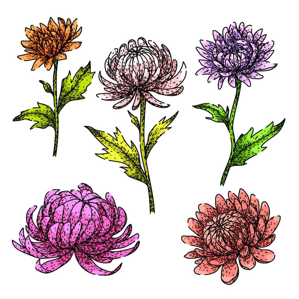chrysanthemum set sketch hand drawn sign vector