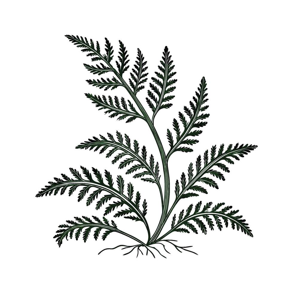 Charming Selaginella Kraussiana on White vector