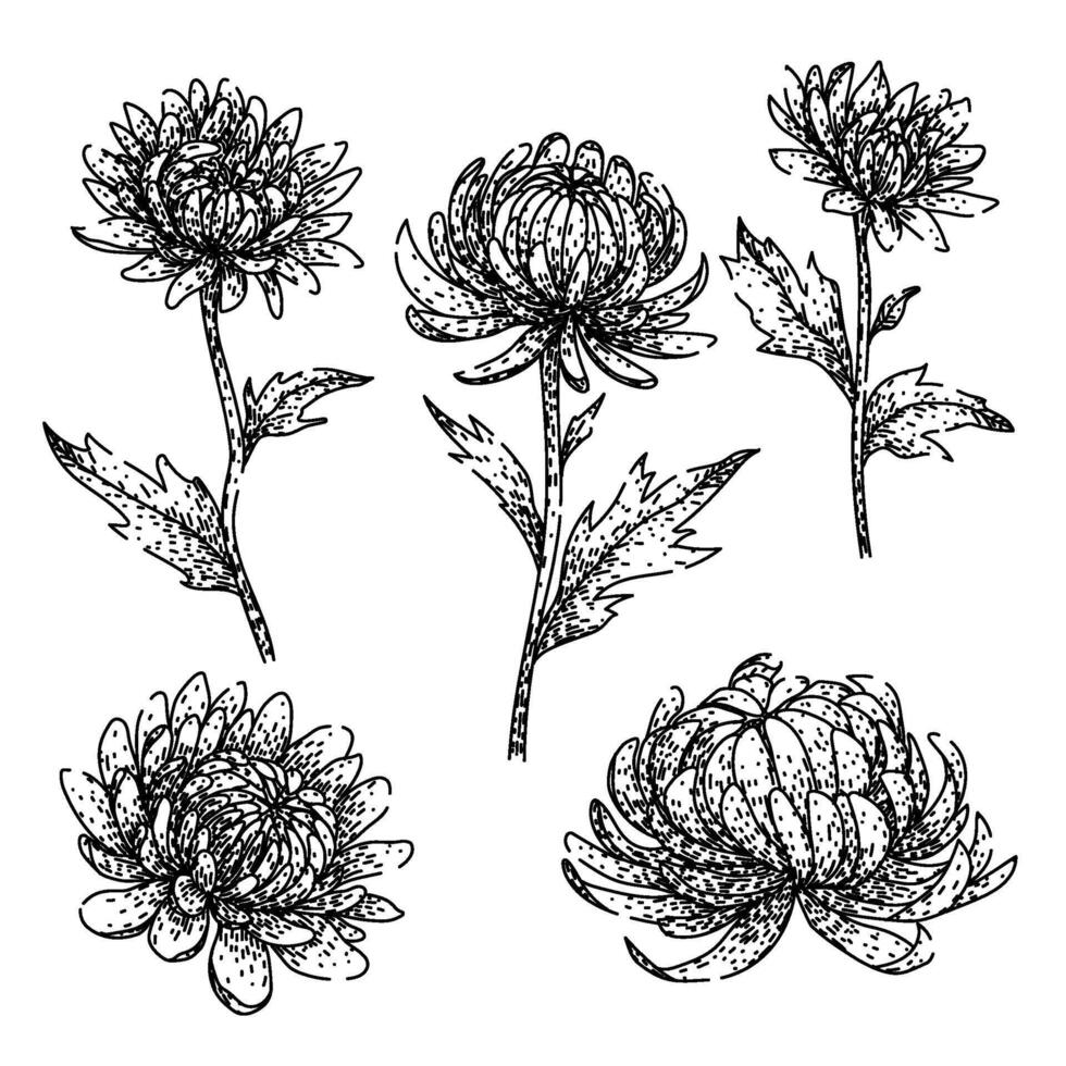 chrysanthemum set sketch. hand drawn vector