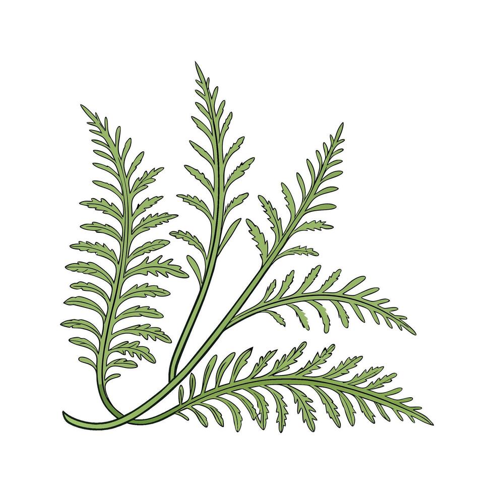 Elegant Selaginella Kraussiana Display vector