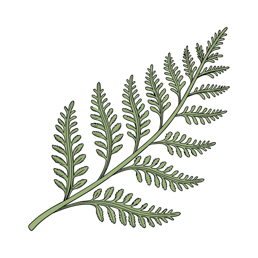Stunning Selaginella Kraussiana on White vector