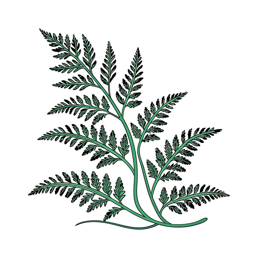 Elegant Selaginella Plant Unique Design vector