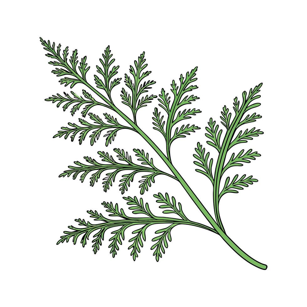 Elegant Selaginella Plant Illustration vector