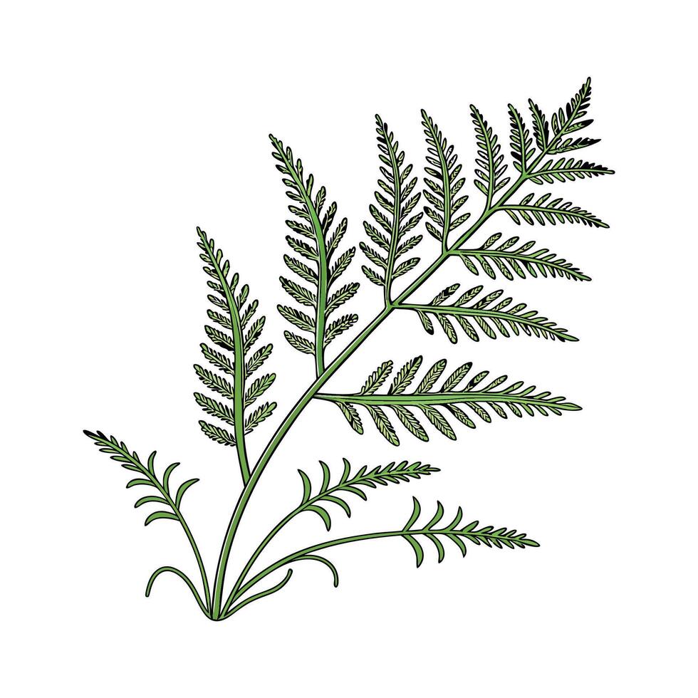 Beautiful Selaginella Plant on White vector