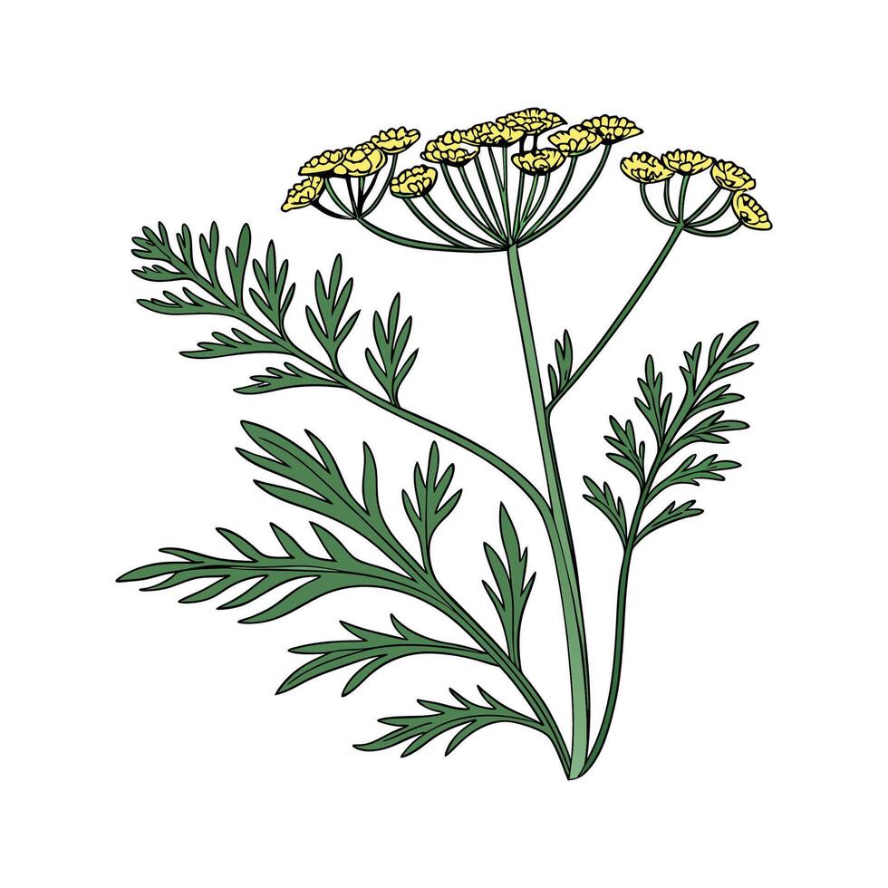Elegant Senecio Plant on White vector
