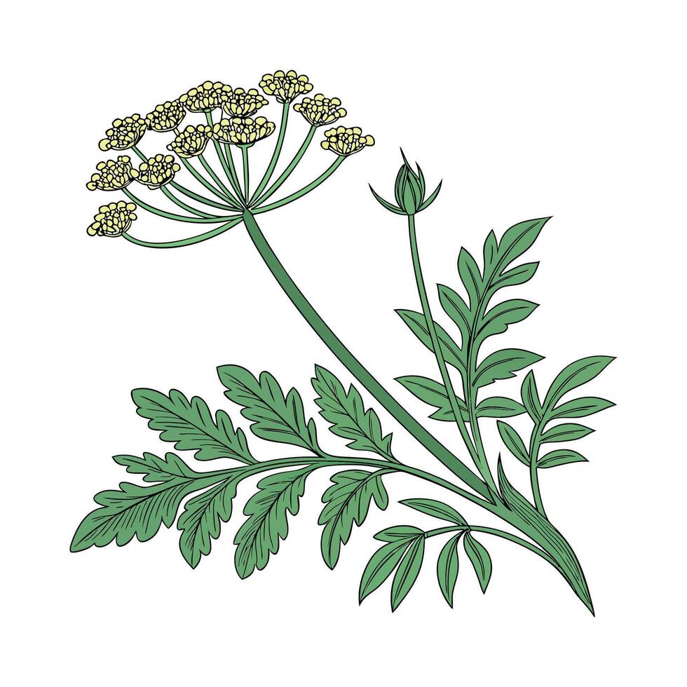 Vibrant Senecio Plant Illustration vector