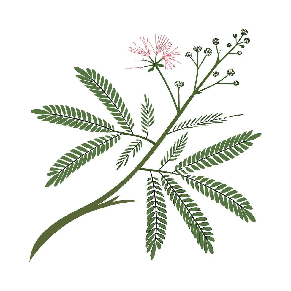 Elegant Sensitive Plant Mimosa Pudica Plant Illustration vector