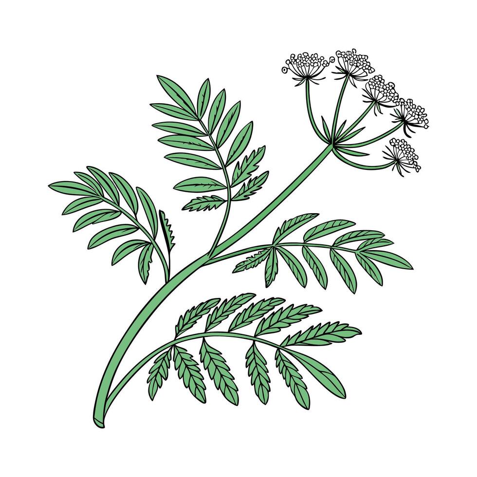 Distinctive Sensitive Plant Mimosa Pudica Unique Design vector