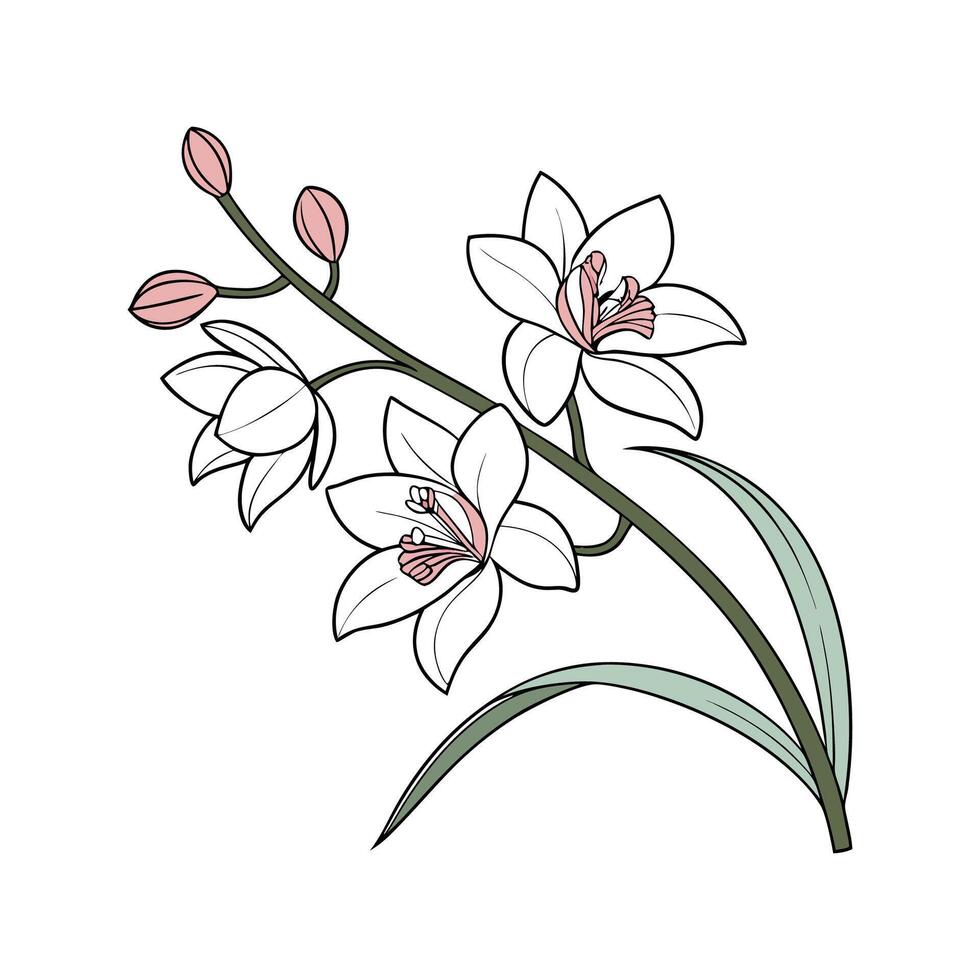Elegant Sepal Orchid on White vector