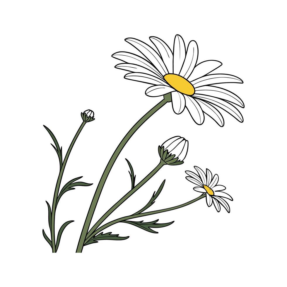 Charming Shasta Daisy on White vector