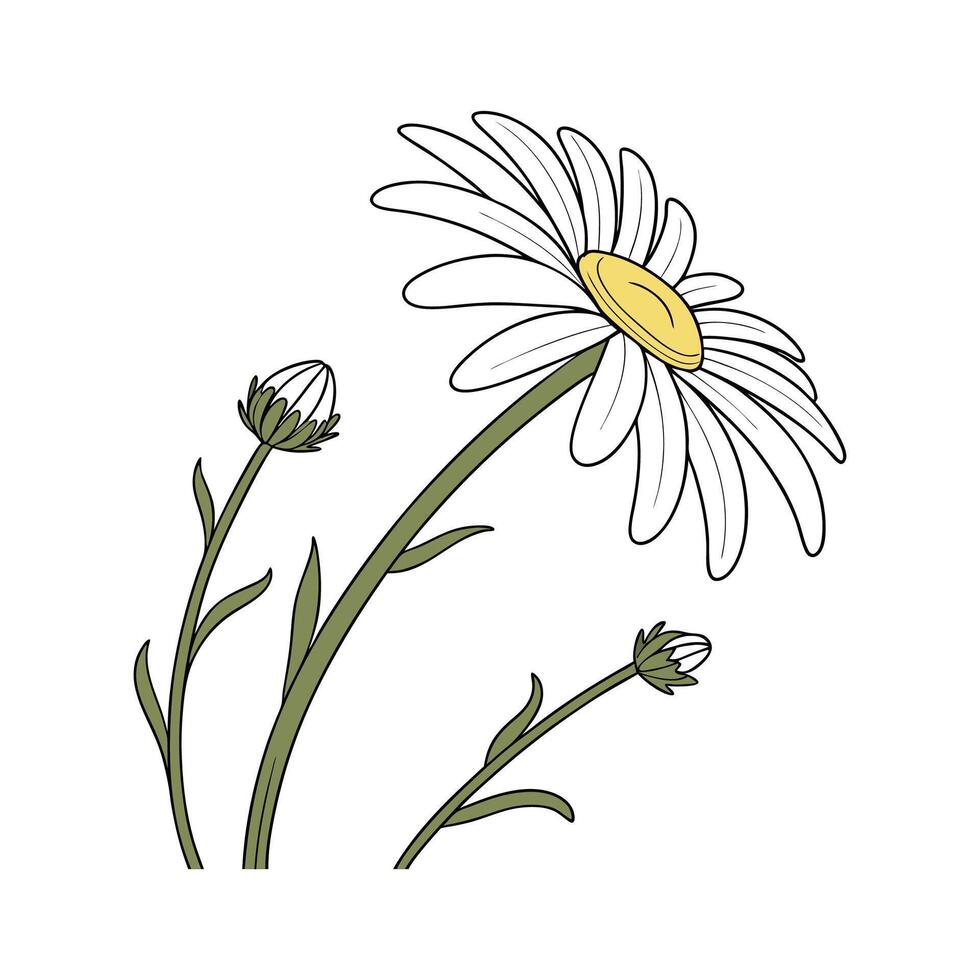 Beautiful Shasta Daisy Plant Display vector