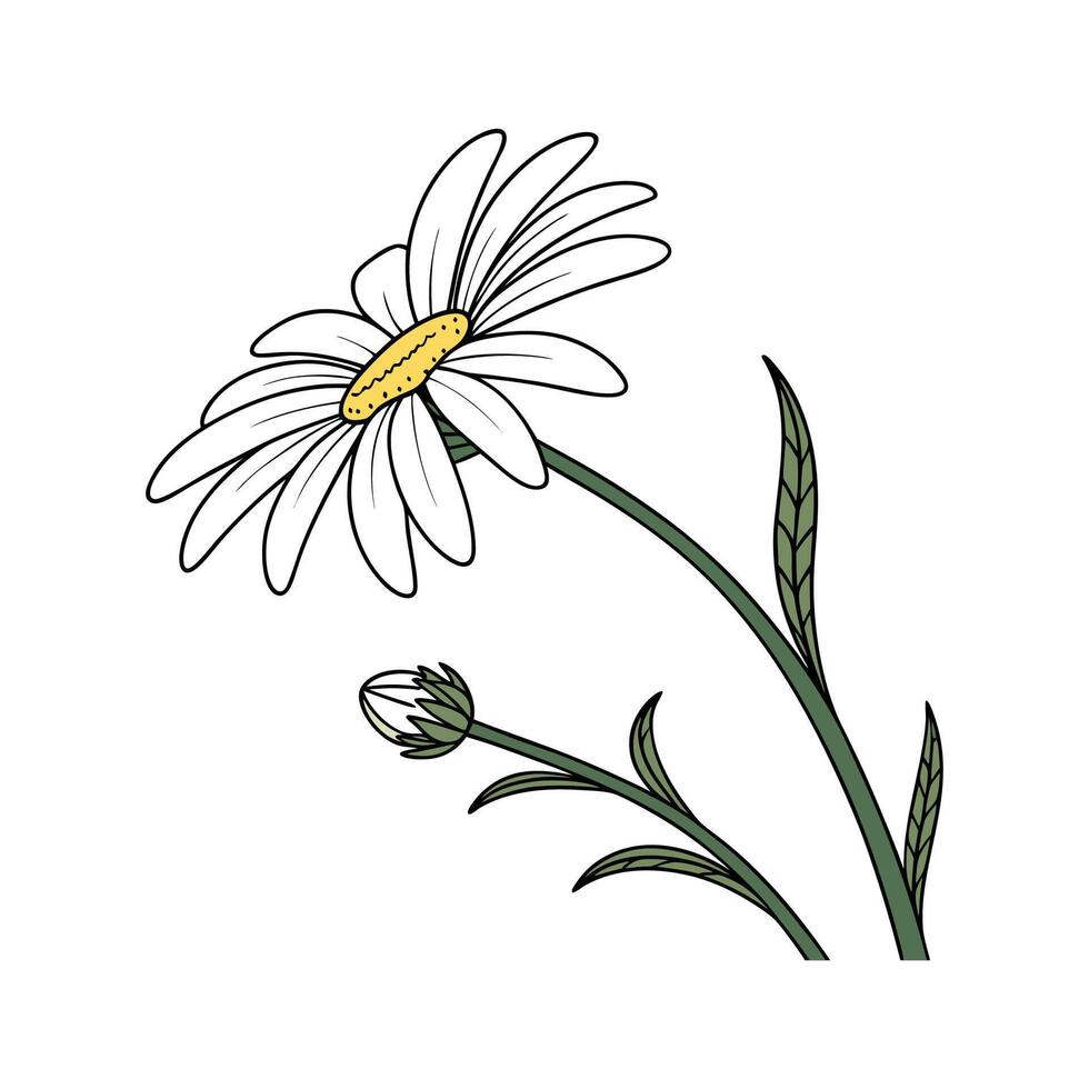 Elegant Shasta Daisy Plant on White vector
