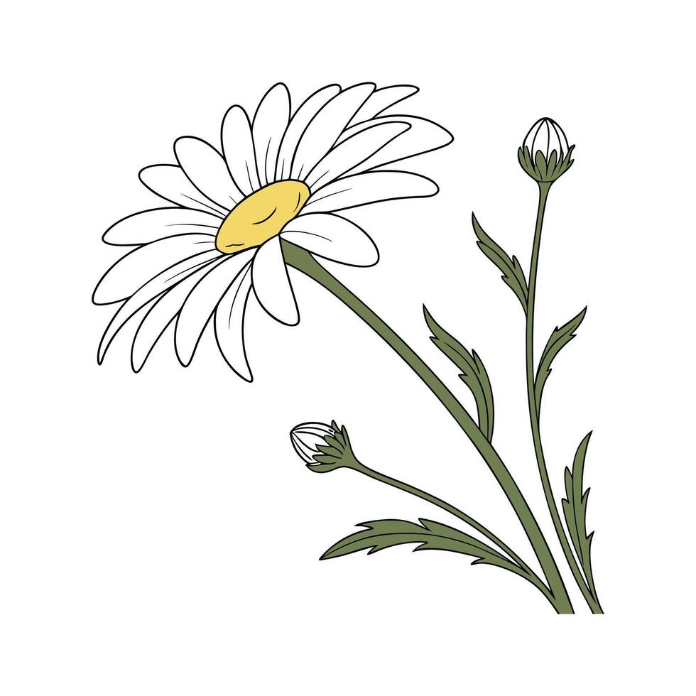 Vibrant Shasta Daisy Plant Display vector