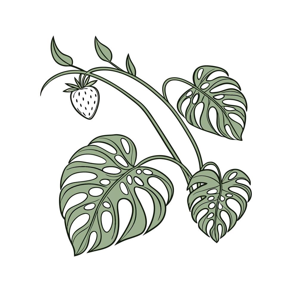 Stunning Shingle Plant Monstera Obliqua vector