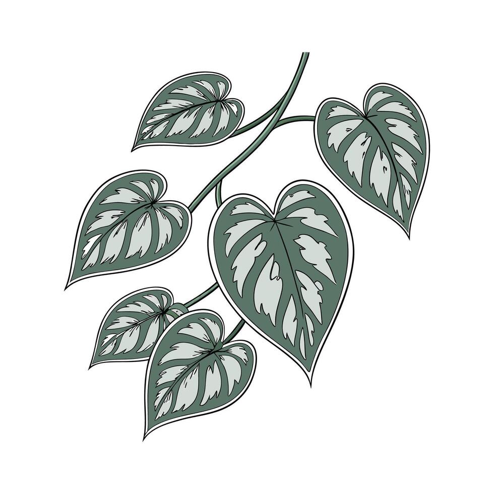 Elegant Silver Pothos Plant Illustration vector