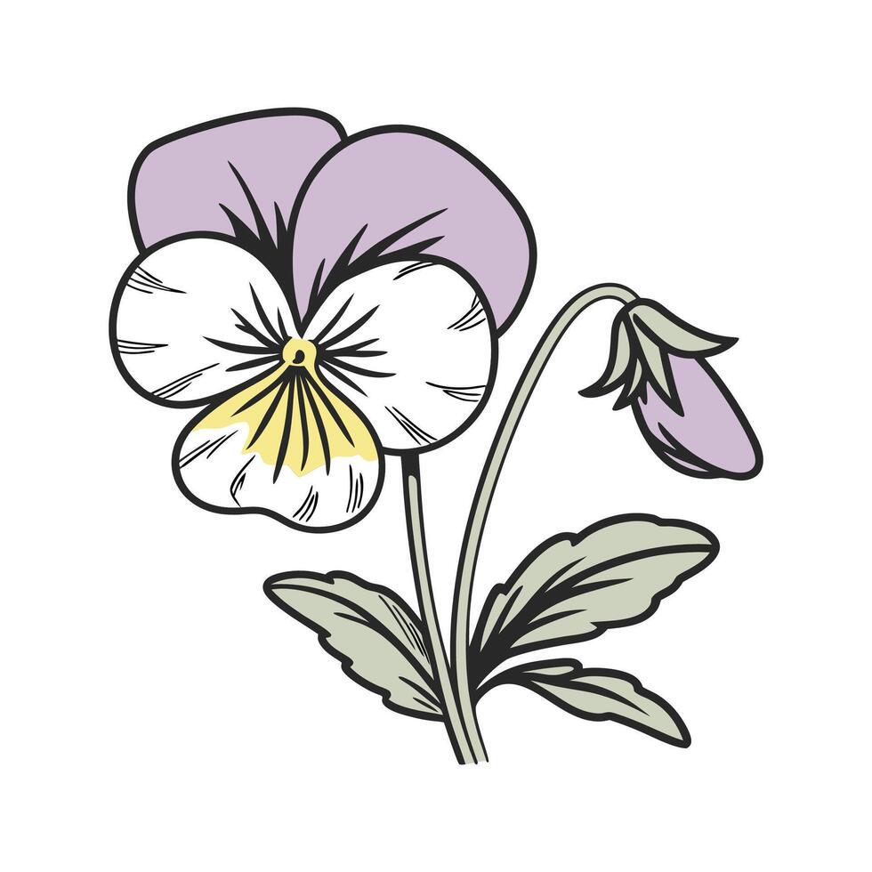 Charming Small Pansy on White vector