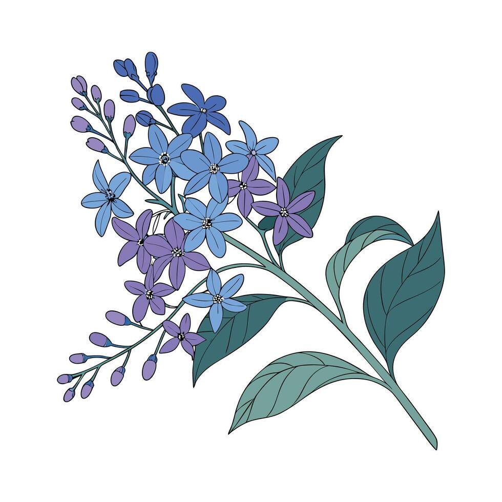 Elegant Skyflower Duranta Plant on White vector