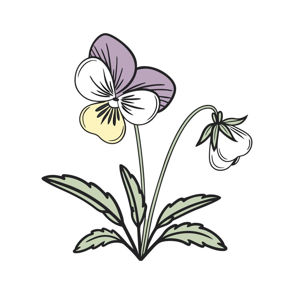 Elegant Small Pansy Plant on White vector