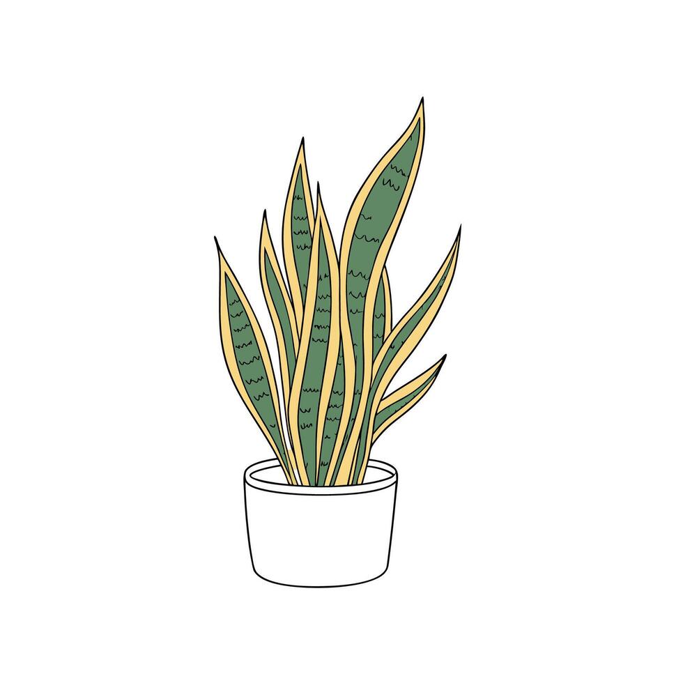 Vibrant Snake Plant Laurentii on White vector