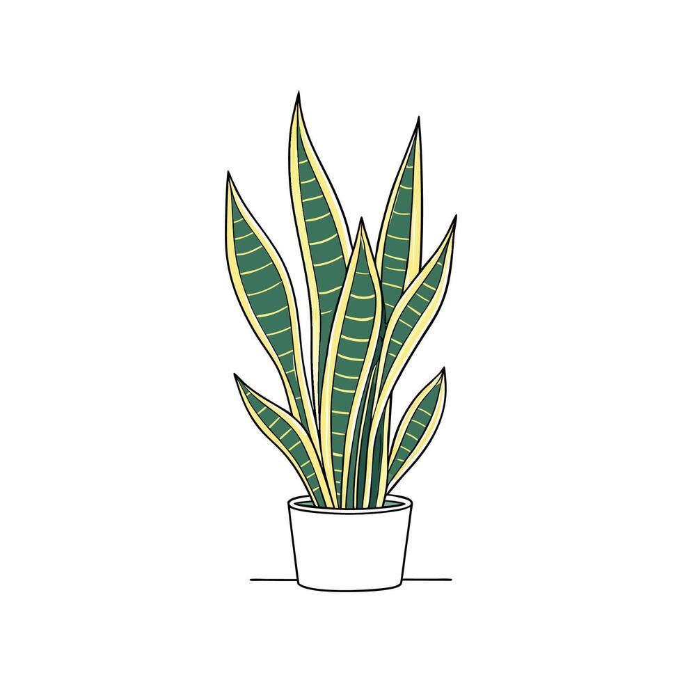 Elegant Snake Plant Laurentii Display vector