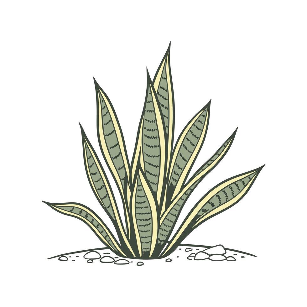 Elegant Snake Plant Illustration. vector
