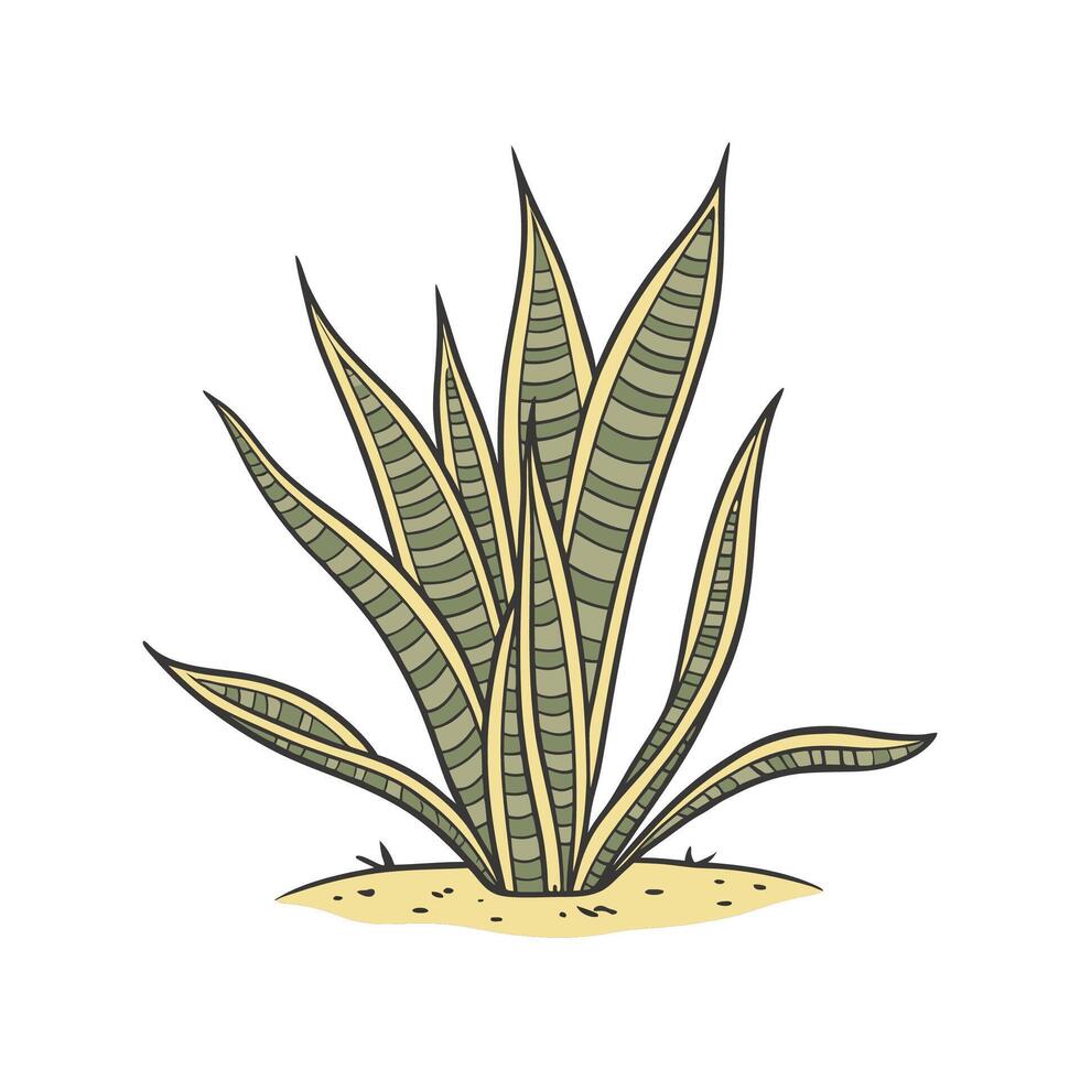 Alluring Snake Plant with Clear Background vector