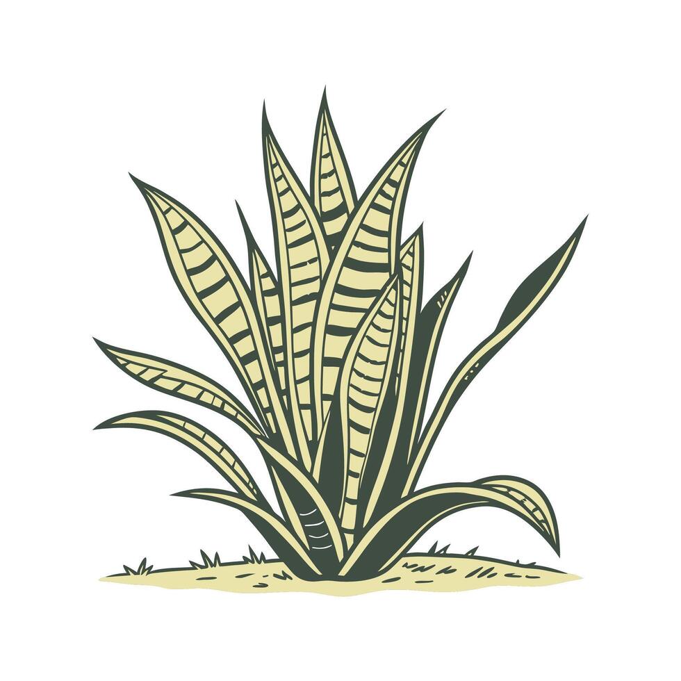 Picturesque Snake Plant on Clean White vector