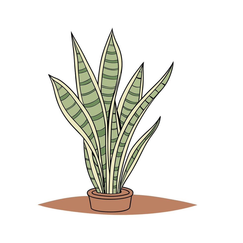 Stunning Sansevieria Plant Arrangement vector