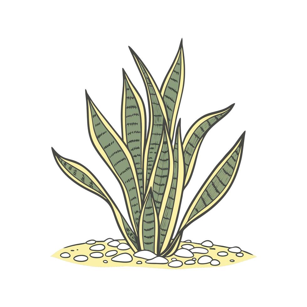 Stylish Snake Plant in Simple Design vector