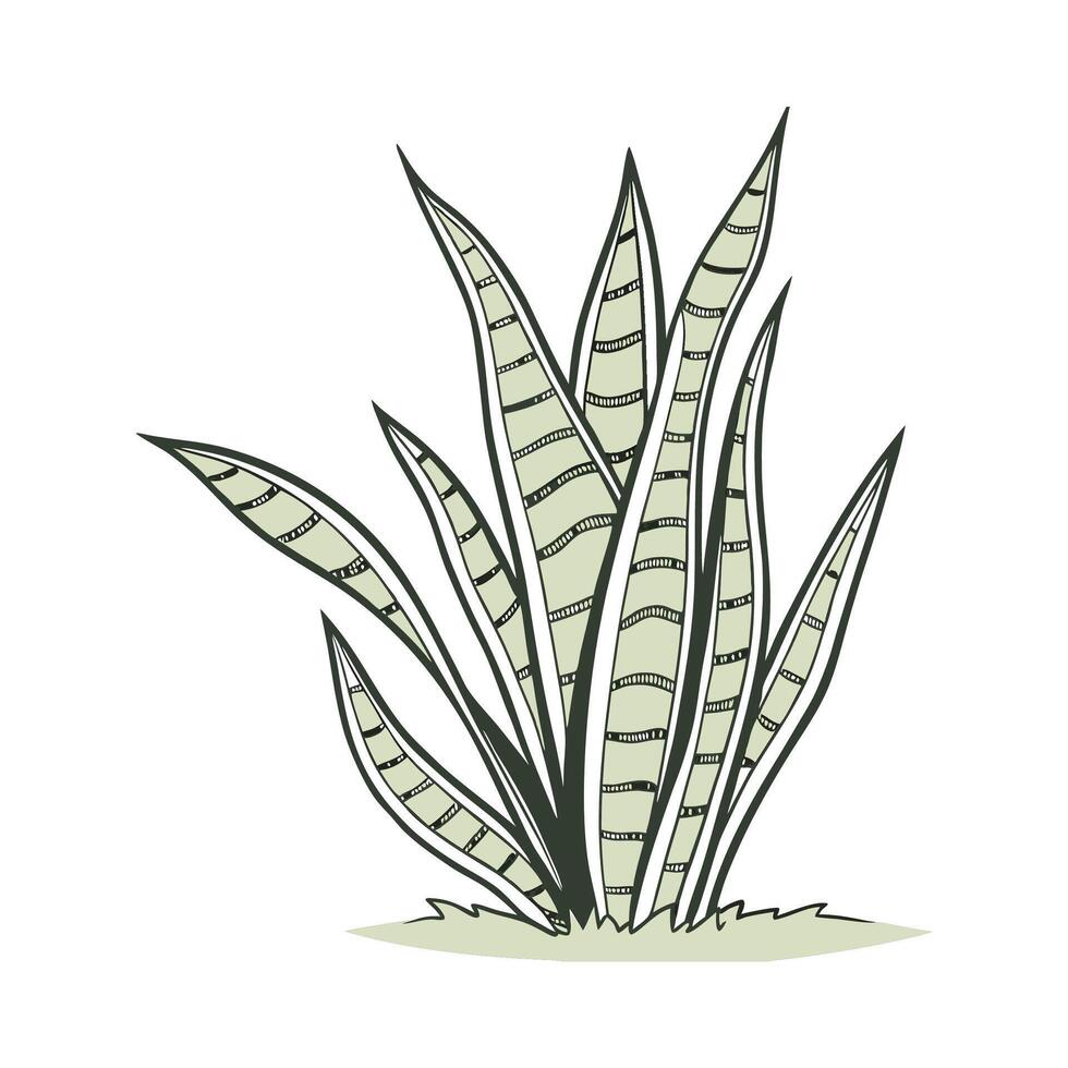 Sansevieria on White Background vector