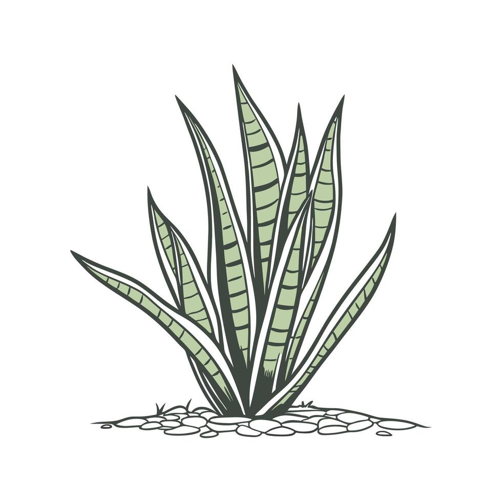 Sansevieria with Clean Aesthetic vector