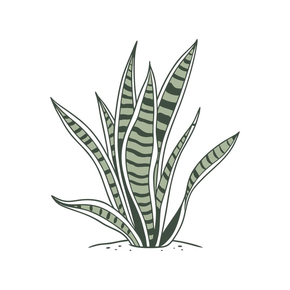 Refined Sansevieria Display on White vector