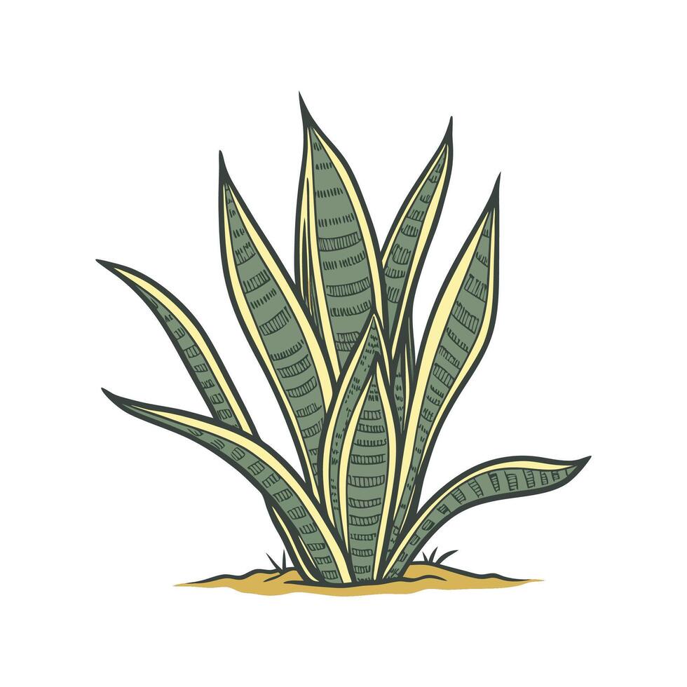 Elegant Sansevieria with Clean Design vector