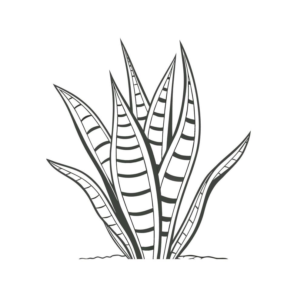 Alluring Sansevieria in Simple Design vector