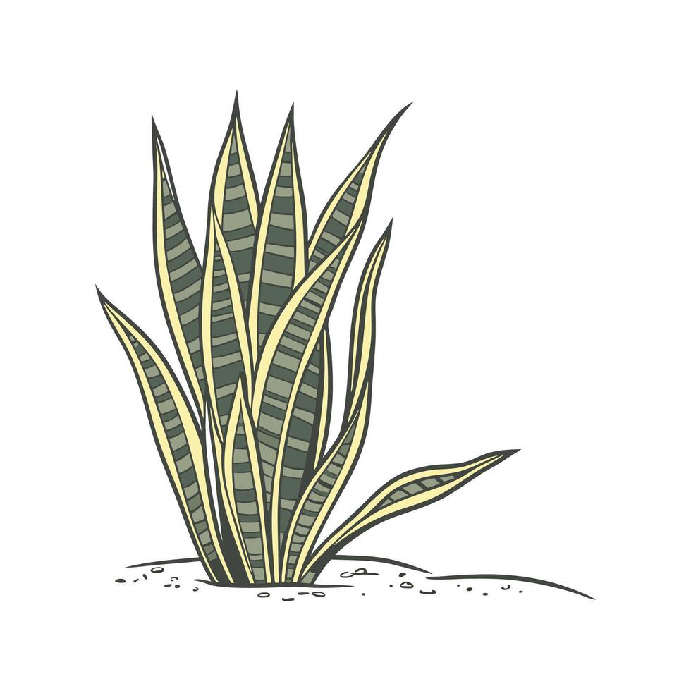Trifasciata Plant in Clean Aesthetic vector