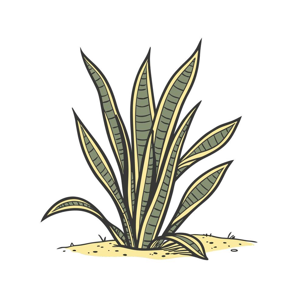 Stylish Trifasciata Plant on White vector