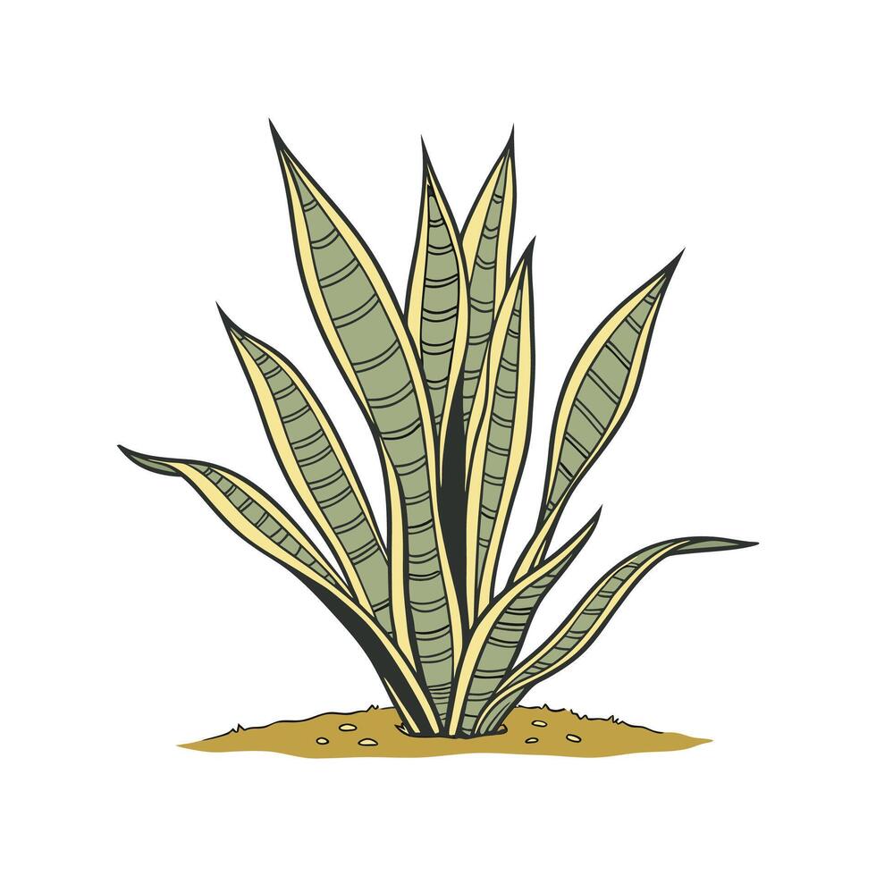 Vibrant Trifasciata Plant Arrangement vector
