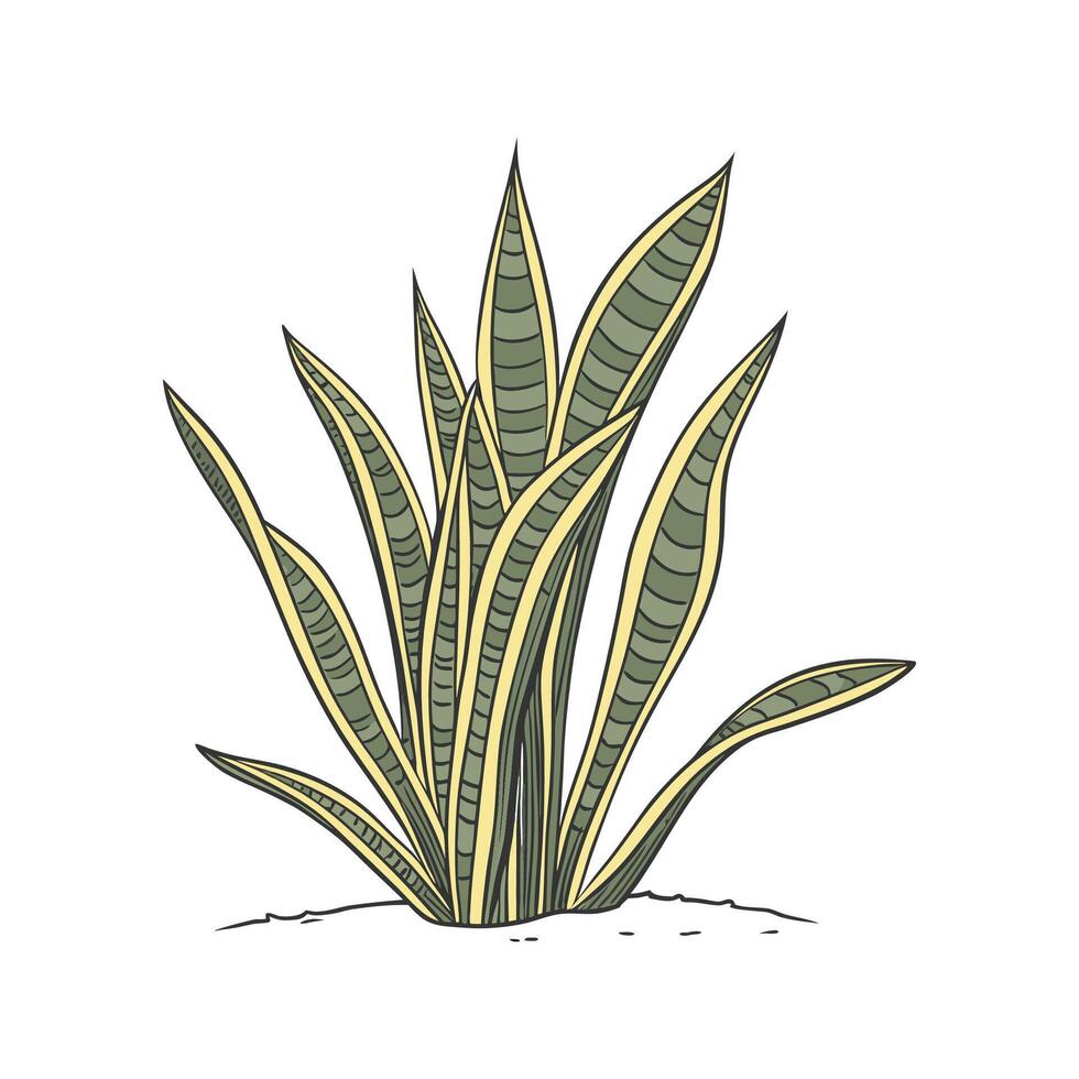 Charming Trifasciata Plant Display vector
