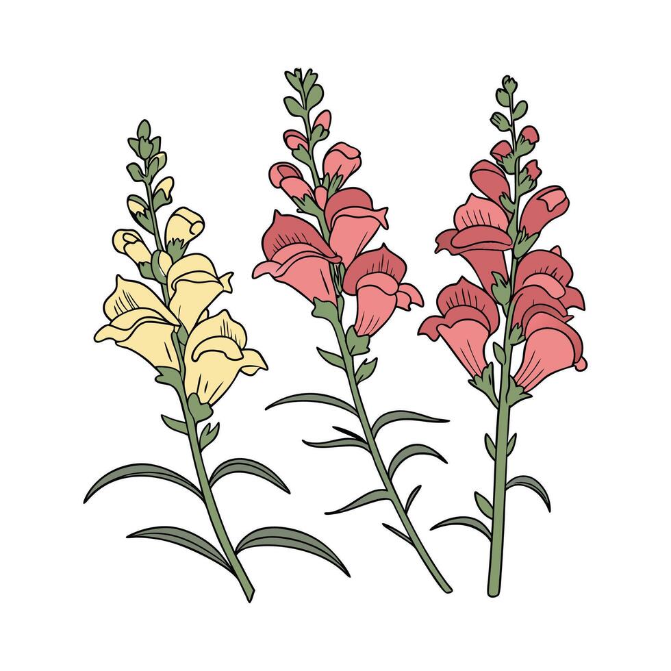 Beautiful Snapdragons on Bright Background vector
