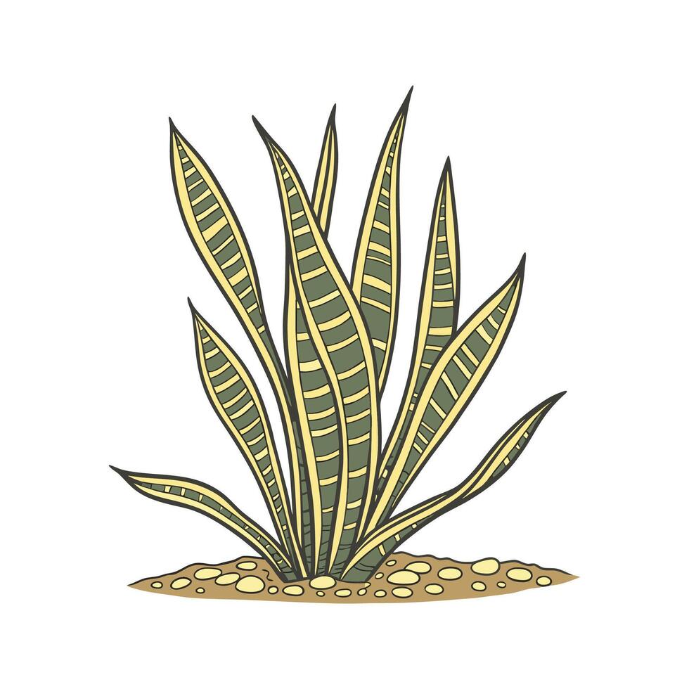 Alluring Trifasciata with Bright Aesthetic vector