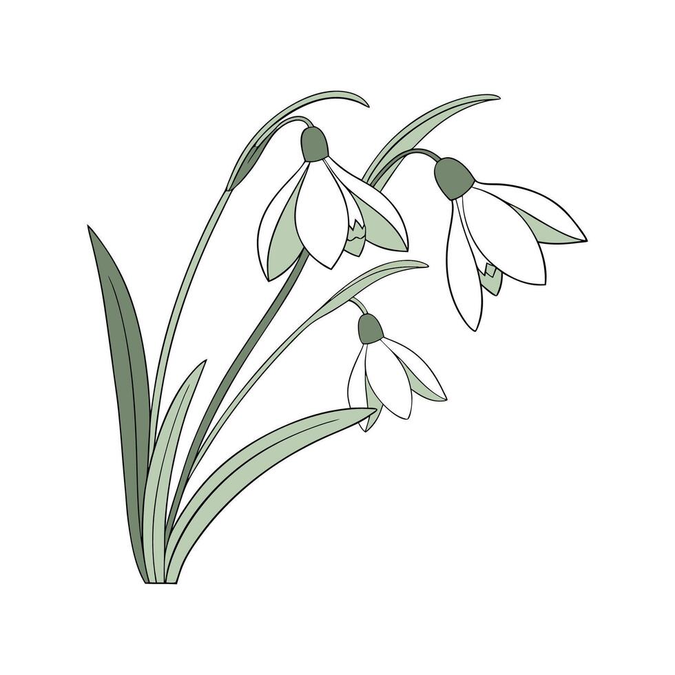 Graceful Snowdrop with Bright Aesthetic vector