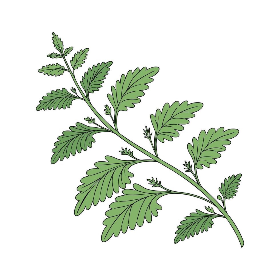 Charming Soleirolia on Bright Background vector