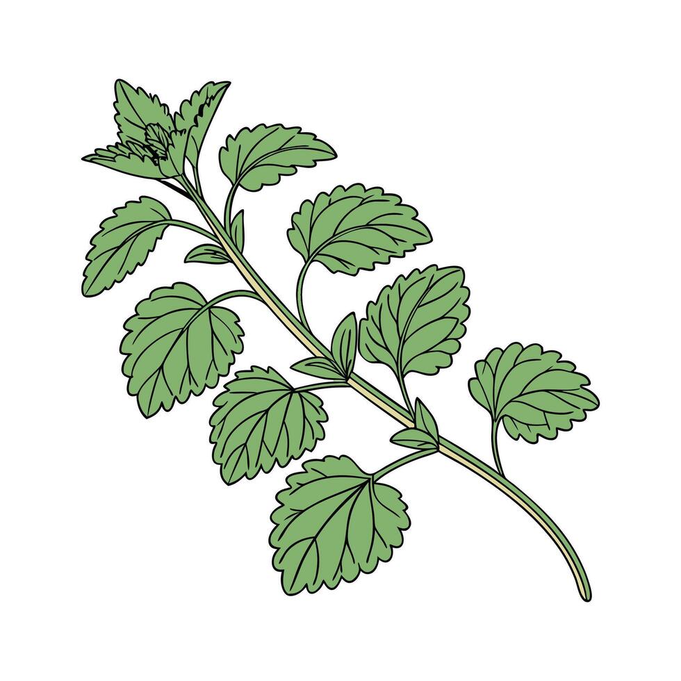 Graceful Soleirolia in Bright Space vector